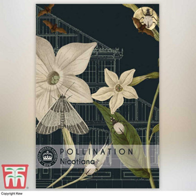 Thompson & Morgan Nicotiana Promo New Kew Range 1 Packet (2000 Seeds) from B&Q