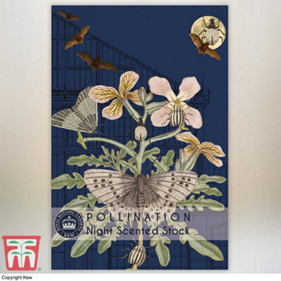 Thompson & Morgan Night Scented Stock Promo New Kew Range 1 Seed Packet (1,100 Seeds) from B&Q