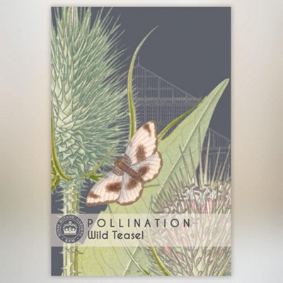 B&Q -  Wild Teasel Promo New Kew Range 1 Packet (100 Seeds)