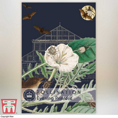 Thompson & Morgan Evening Primrose Promo New Kew Range 1 Seed Packet (500 Seeds) from B&Q