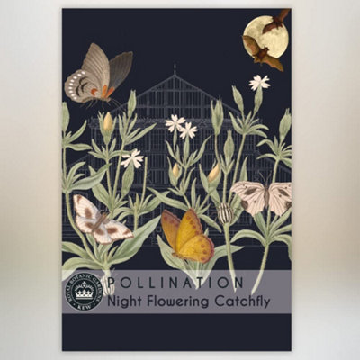 B&Q -  Night Flowering Catchfly Promo New Kew Range 1 Seed Packet