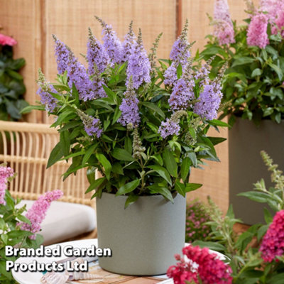 Thompson & Morgan Buddleja Butterfly Candy Little Lilia 3 Litre Potted Plant X 1 Lilac/Light