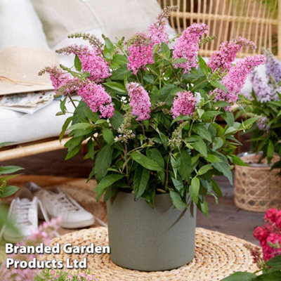 B&Q -  Buddleja Butterfly Candy Little Pink 3 Litre Potted Plant X 1