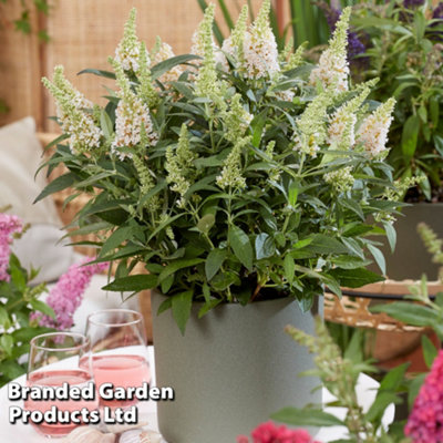 Thompson & Morgan White Buddleja Butterfly Candy Little Litre Potted Plant X 1 Size 3