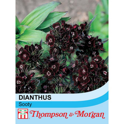 Thompson & Morgan Dianthus Nigrescens Sooty 1 Seed Packet (30 Seeds) from B&Q