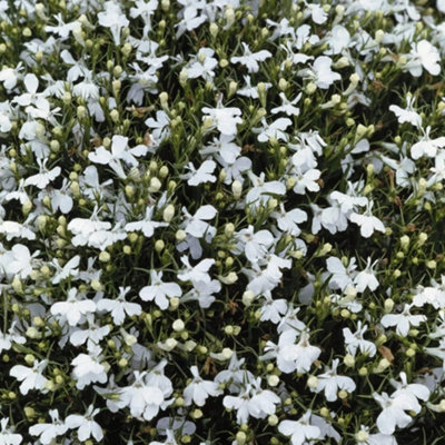 B&Q -  Lobelia Snowball 1 Packet (1000 Seeds)