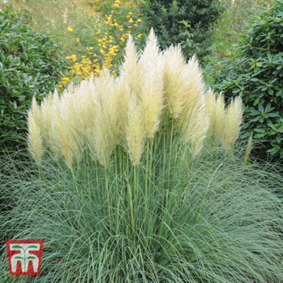 Thompson & Morgan Cortaderia Selloana White 11Cm Pot X 3 from B&Q