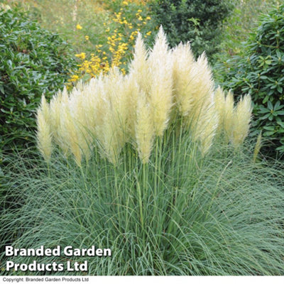 Thompson & Morgan Cortaderia Selloana 'white' Pampas Grass 11Cm X 1 from B&Q