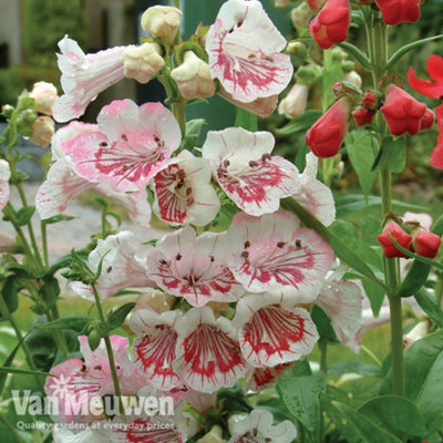 Thompson & Morgan Penstemon Strawberries And Cream Icecream 3 Jumbo Plug Plants 35mm from B&Q