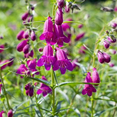 Thompson & Morgan Penstemon Blackberry (Icecream) 1 Jumbo Plug Plant from B&Q