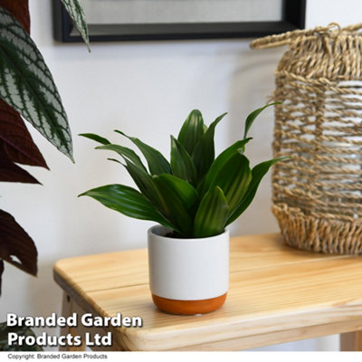 Thompson & Morgan Houseplant Dracaena (Dragon Tree) Fragrans Compacta 5.5Cm Pot X 1 from B&Q