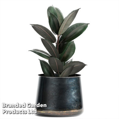Thompson & Morgan Ficus Elastica Abidjan 8.5Cm Pot X 1 from B&Q