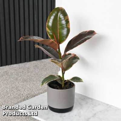 Thompson & Morgan Thompson And Morgan Ficus Elastica Belize Potted Plant 12Cm - Image 4