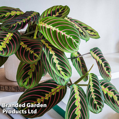 Thompson & Morgan Houseplant Maranta Leuconeura Var. Fascinator 8.5Cm Pot X 1 from B&Q