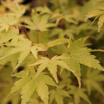 B&Q -  Acer Palmatum Sango-Kaku 3 Litre Potted Plant X 1