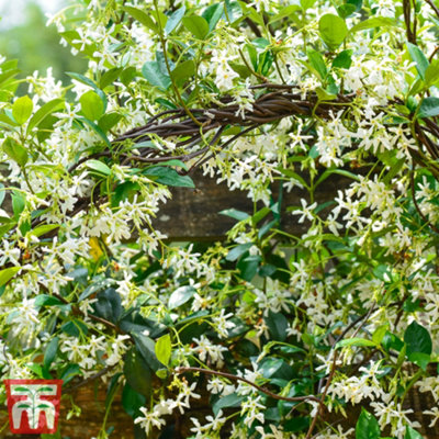 Thompson & Morgan Fragrant Trachelospermum Jasminoides - Star Jasmine - 2 Litre Potted Plant X 1 - Ideal For Trellis, Fences & Obelisks Red/Bronze
