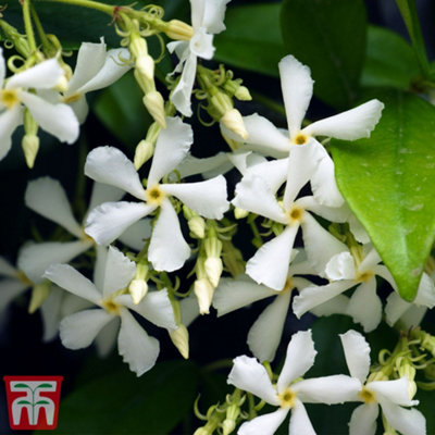 Thompson & Morgan Fragrant Trachelospermum Jasminoides - Star Jasmine - 2 Litre Potted Plant X 2 - Ideal For Trellis, Fences & Obelisks Red/Bronze