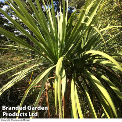 Thompson & Morgan Cordyline Australis Verde Atlantic Green 17Cm Potted Plant X 2 from B&Q