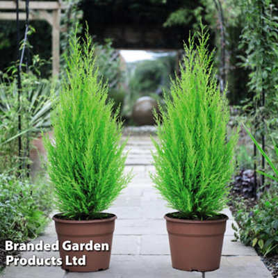 Thompson & Morgan Cupressus Goldcrest Wilma 10.5Cm Potted Plant X 1 from B&Q