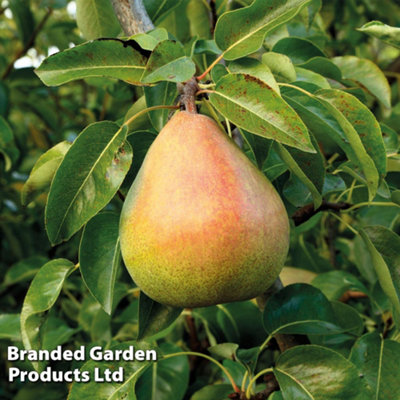 Thompson & Morgan Pear (Pyrus) Mini Doyenne Du Comice 9Cm Pot X 1 from B&Q