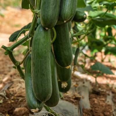 Thompson & Morgan Organic Cucumber Marketmore 1 Seed Packet from B&Q