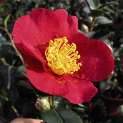 Thompson & Morgan Camellia Yuletide 3 Litre Potted Plant X 1 from B&Q