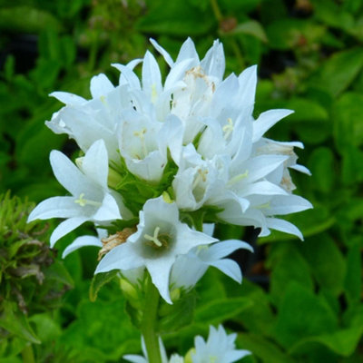 B&Q -  Campanula Glomerata Alba 1 Litre Potted Plant X 1