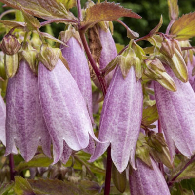 B&Q -  Campanula Takesimana 1 Litre Potted Plant X 1