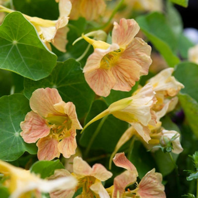 Nasturtium Tip Top Pink Blush Seeds Hardy Annual Trailing Edible Flowers Pots & Borders Thompson & Morgan from B&Q