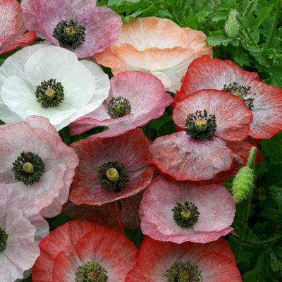 Thompson & Morgan Light Poppy Mother Of Pearl Seeds - Hardy Annual Pastel Shades Pollinator Friendly Easy Grow Summer Display 1X Packet Size 1