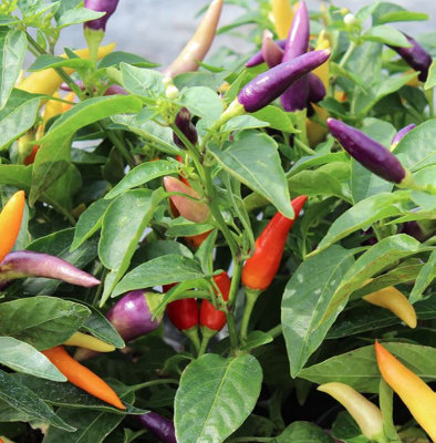 Suttons Seeds Chilli Pepper Jazz F1 1 Packet from B&Q