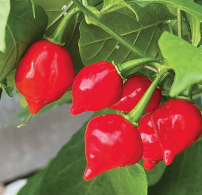 Suttons Seeds Chilli Pepper Raging Bull 1 Packet from B&Q