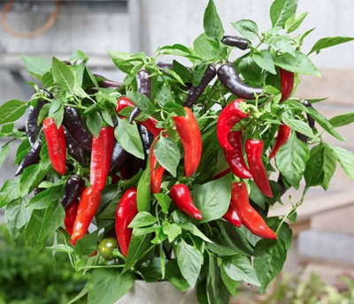 Suttons Seeds Pepper (Sweet) Mamba Sweet F1 1 Packet from B&Q