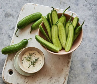 Suttons Seeds Cucumber Party Time F1 1 X Seed Packet from B&Q