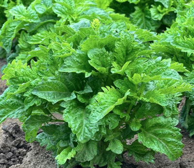 Suttons Seeds Herb Basil Spicy Sabre 1 Packet from B&Q