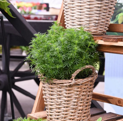 Suttons Seeds Herb Tagetes Dropshot 1 Packet from B&Q