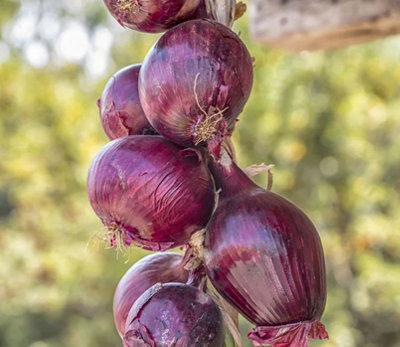 Suttons Seeds Onion Redrover F1 1 X Seed Packet from B&Q