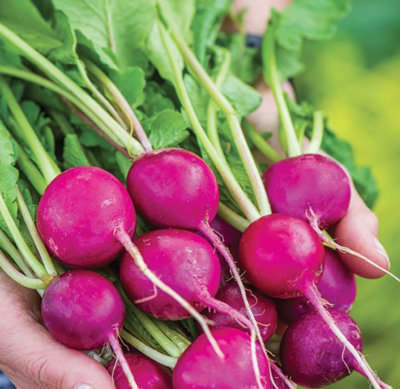 B&Q -  Radish Royal Purple 1 Packet