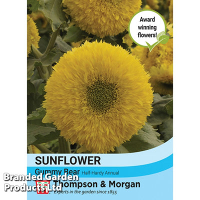 Thompson & Morgan Sunflower Helianthus Annuus Gummy Bear 1 Seed Packet (15 Seeds) from B&Q