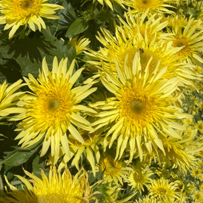 Thompson & Morgan Sunflower Lemon Cutie F1 1 Seed Packet from B&Q
