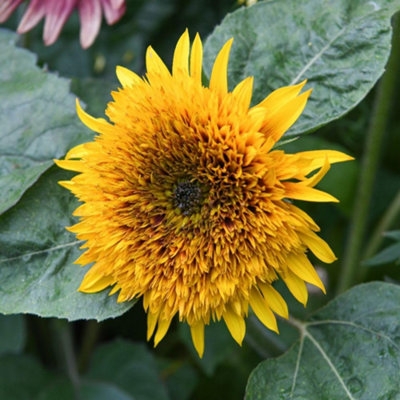 Thompson & Morgan Sunflower 'Fire Fox' Seeds - Red/Golden/Yellow - Image 4