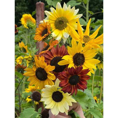 Thompson & Morgan Thompson And Morgan Sunflower Beaches Mix Bulk Seed Packet - Image 4