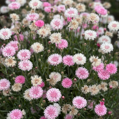 Thompson & Morgan Cornflower Tom Pouce 1 Seed Packet Pink