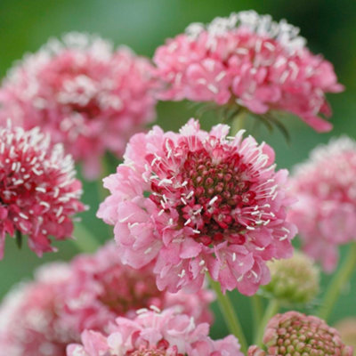 Thompson & Morgan Scabious Salmon Queen 1 Seed Packet from B&Q