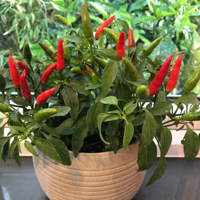 Thompson & Morgan Chilli Pepper Quick Fire F1 1 Seed Packet from B&Q