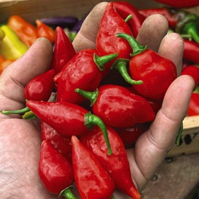 Thompson & Morgan Chilli Pepper Raging Bull 1 Seed Packet from B&Q