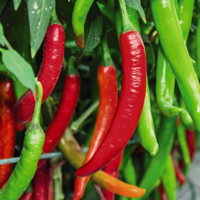 Thompson & Morgan Chilli Pepper Sizzler F1 1 Seed Packet from B&Q