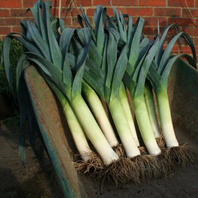 Thompson & Morgan Leek Lancaster F1 1 Seed Packet from B&Q