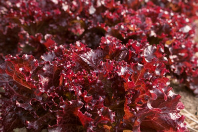 Thompson & Morgan Lettuce Sulfita Hybrid Red Crunchy Iceberg BataviaSlow Bolt Downy Mildew Resistant Long-Lasting Freshness 200 Seeds from B&Q