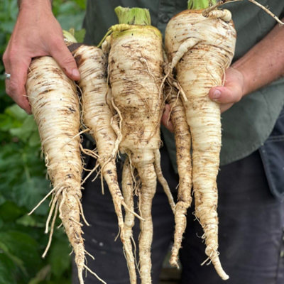 Thompson & Morgan Parsnip Sabre F1 1 Seed Packet from B&Q